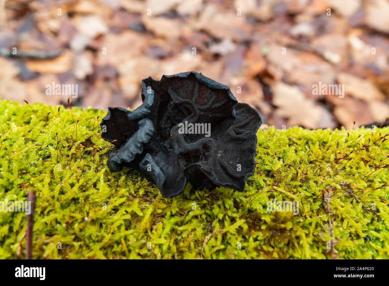 Black Forest Mushroom High Resolution Stock Photography and Images Alamy