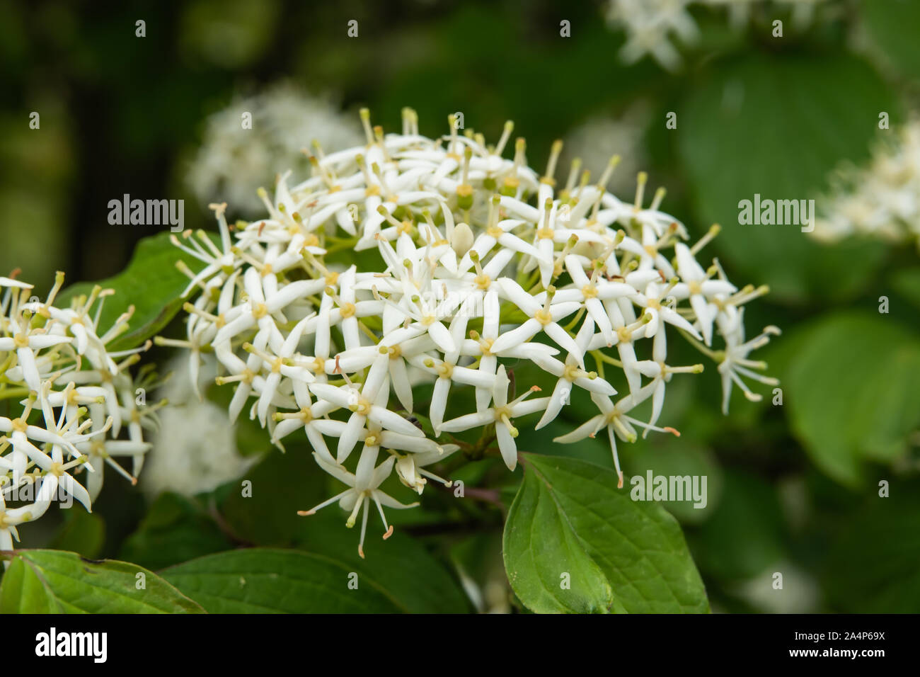 Bloody Dogwood Flowers in Bloom in Springtime Stock Photo