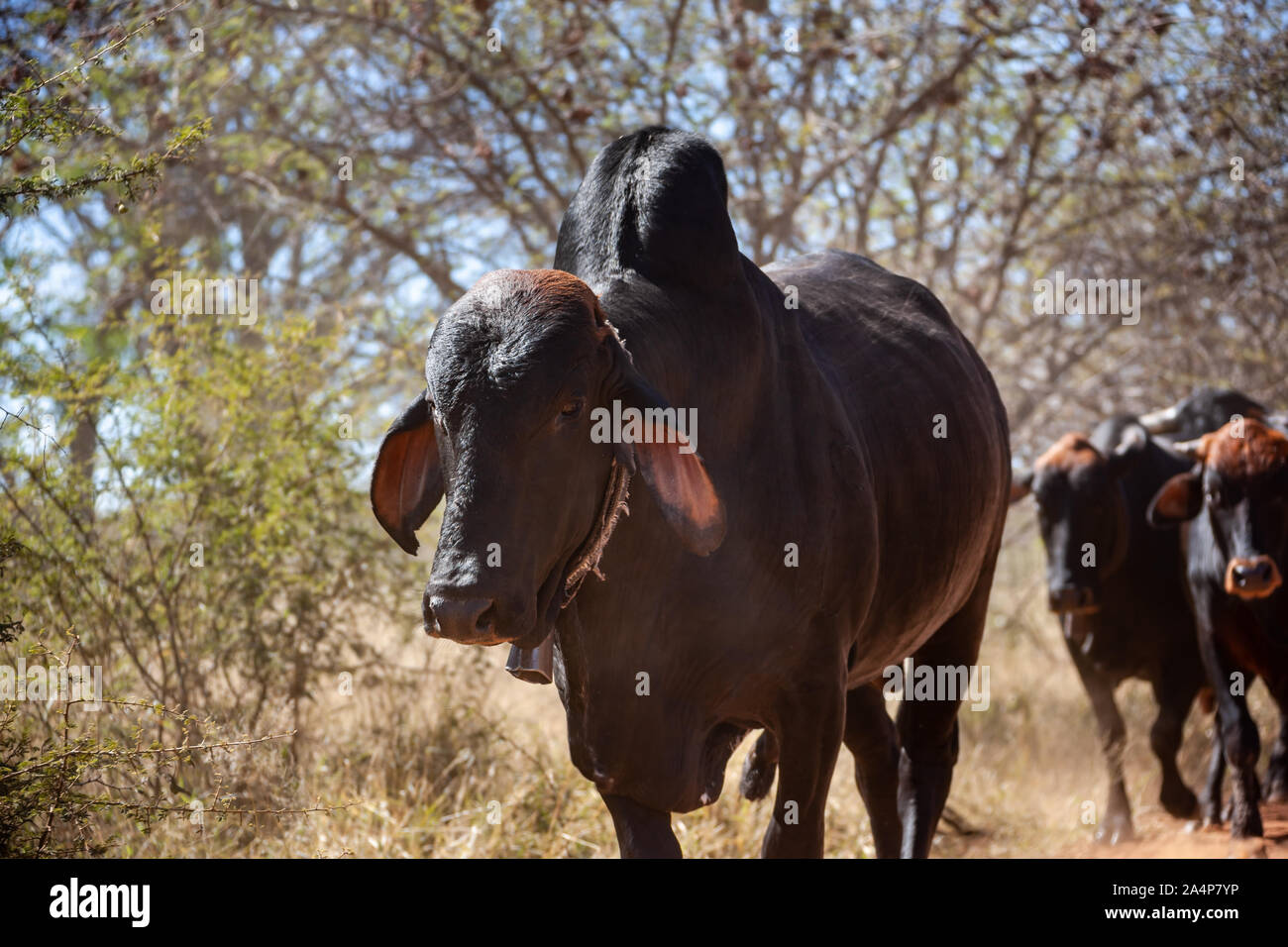 Brahman bull and a group of cows, one of the most resistant species of bovine to the intense draught in Africa Stock Photo