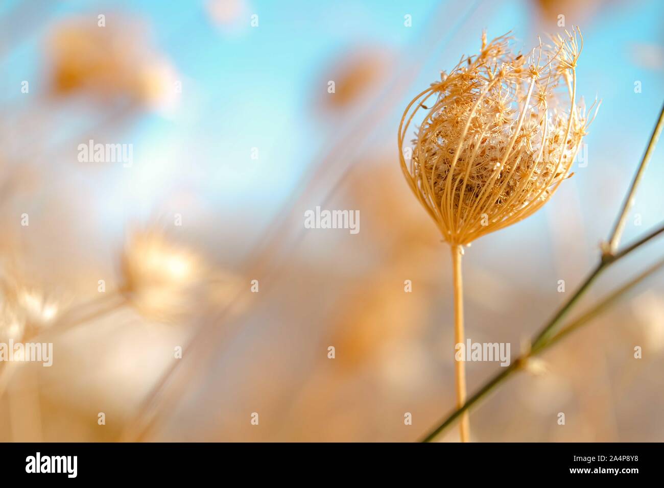 Beautiful Meadow with Dry golden grass at sunset and blue sky background. Selective focuse. Warm Light. Fall. Tranquility concept. Copy Space Stock Photo