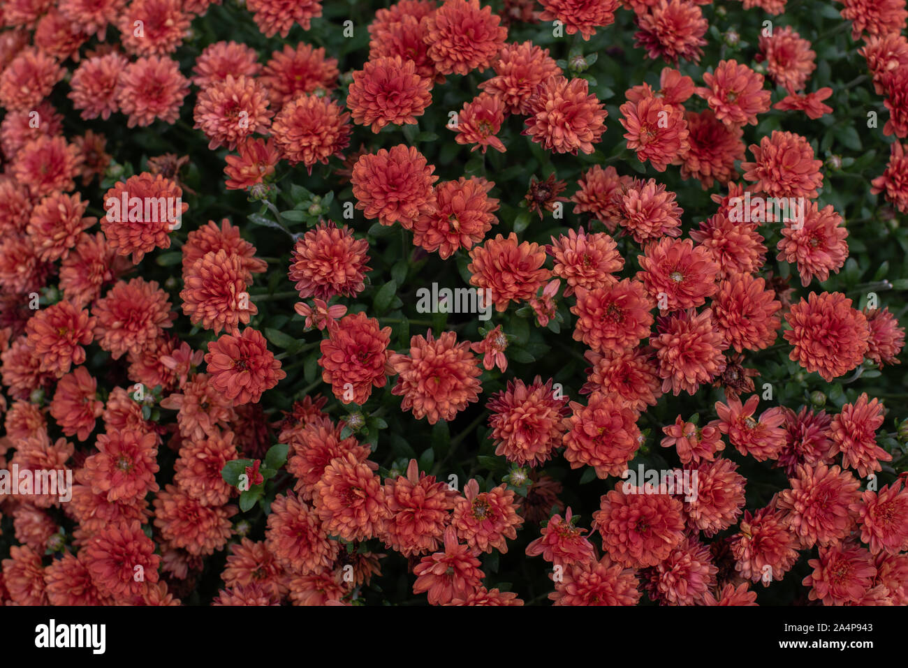 Chrysanthemum x morifolium orange hi-res stock photography and images ...