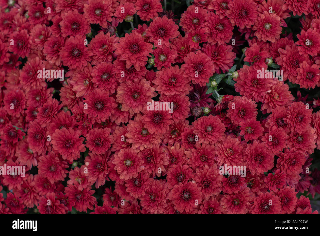 Florists Daisy Chrysanthemum morifolium in garden. Chrysanthemum garden