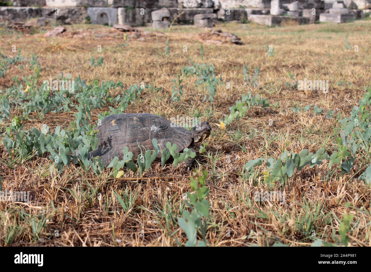 Turtle in greek ruins Stock Photo