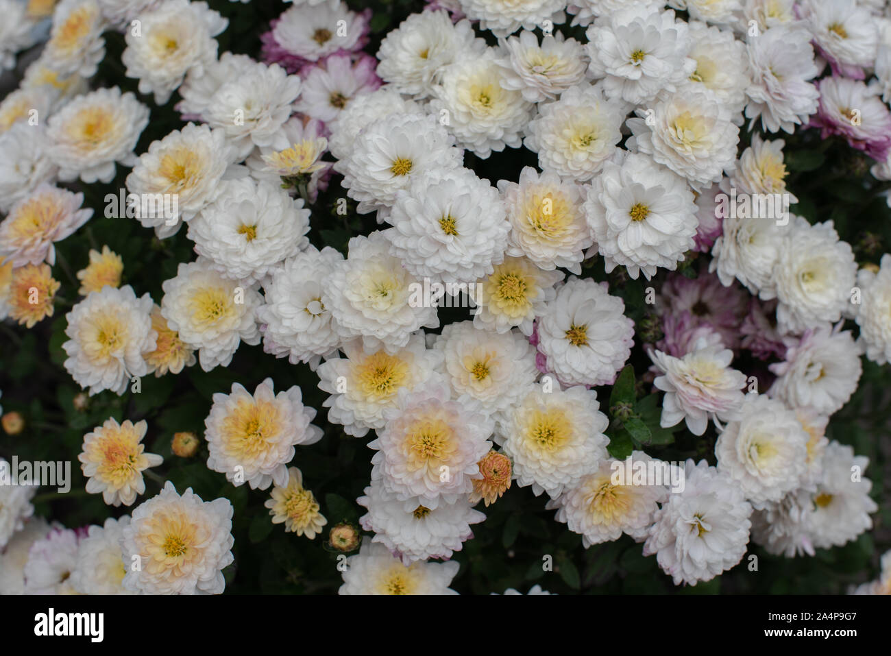 Florists Daisy Chrysanthemum morifolium in garden. Chrysanthemum garden perennial. Autumn