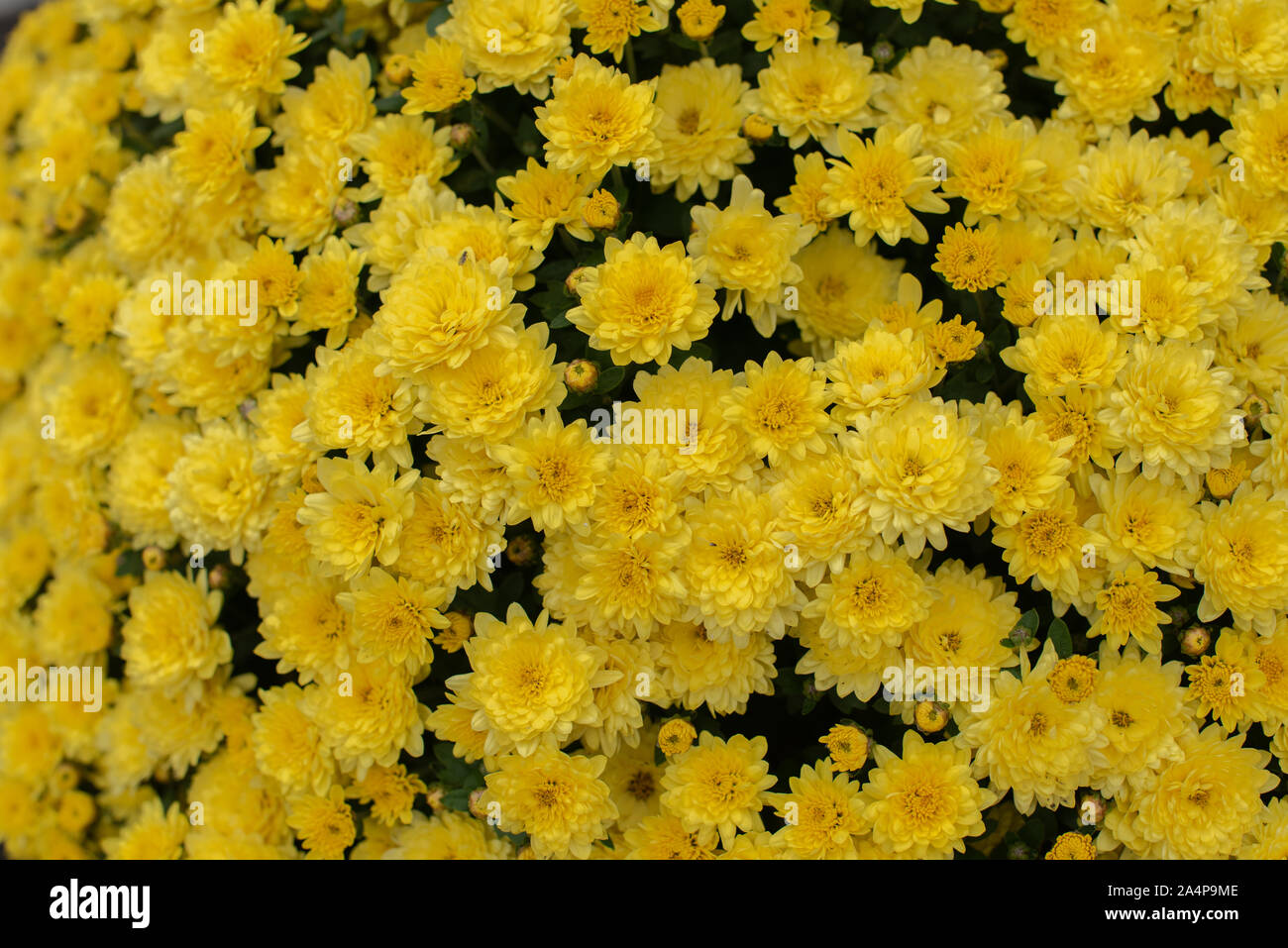 Florists Daisy Chrysanthemum morifolium in garden. Chrysanthemum garden