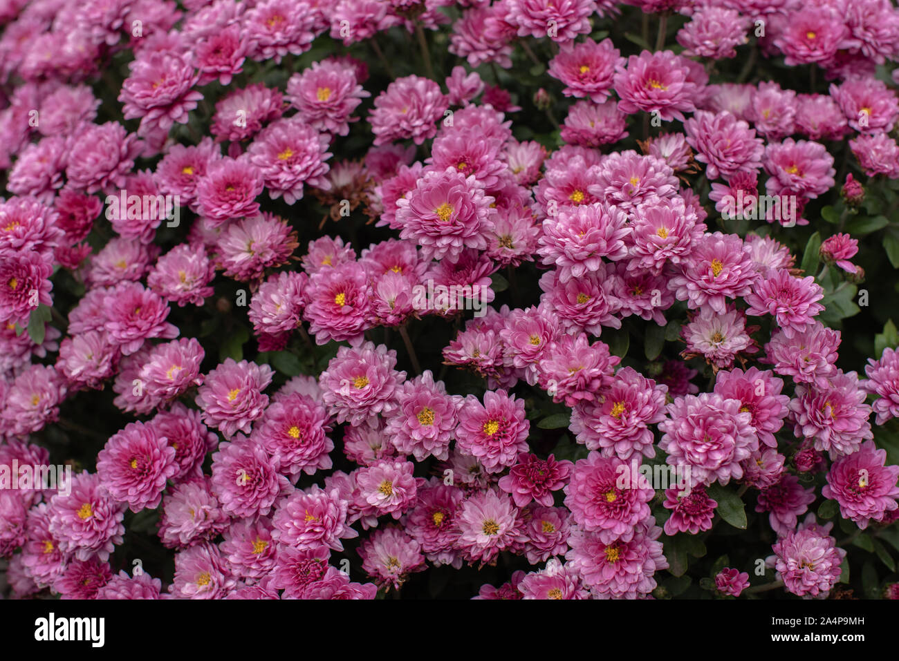 Florists Daisy Chrysanthemum morifolium in garden. Chrysanthemum garden perennial. Autumn