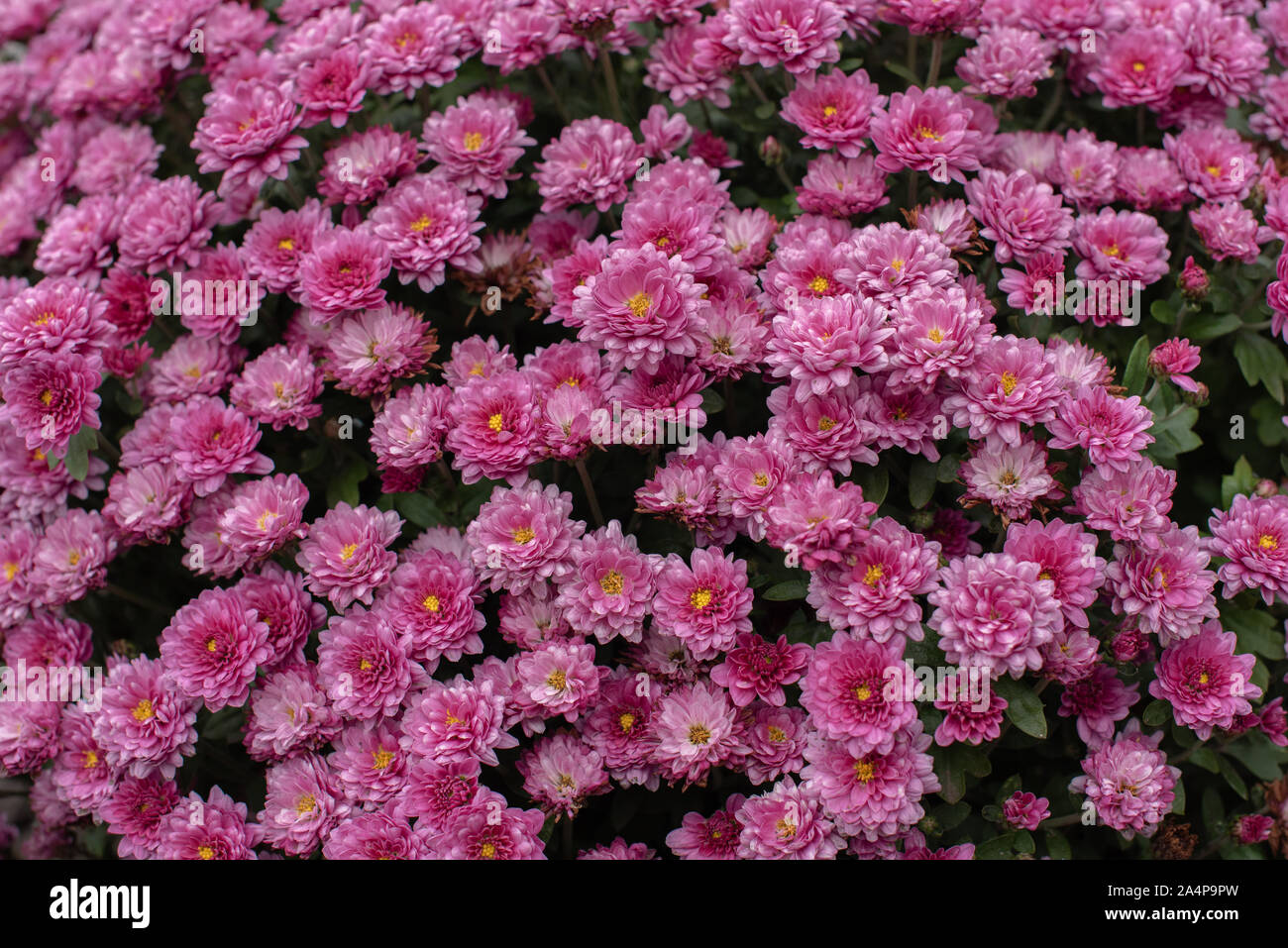 Chrysanthemum x morifolium orange hi-res stock photography and images ...