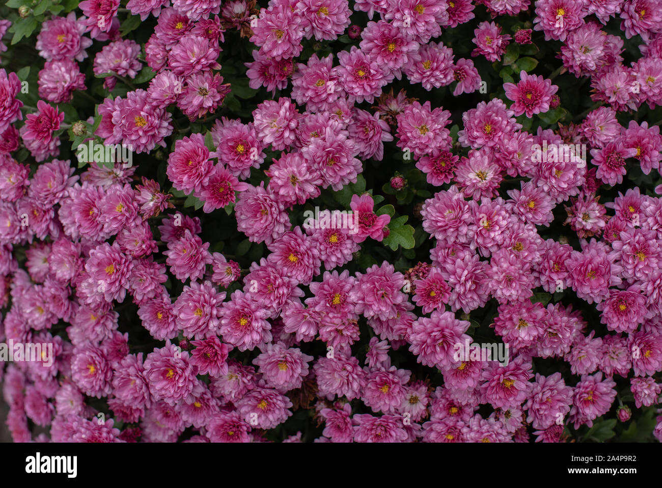 Florists Daisy Chrysanthemum morifolium in garden. Chrysanthemum garden