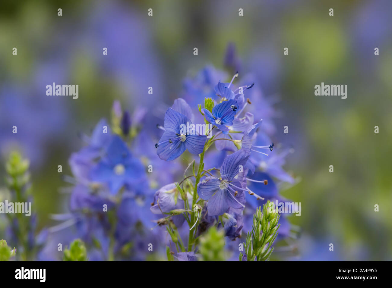Veronica broadleaf hi-res stock photography and images - Alamy