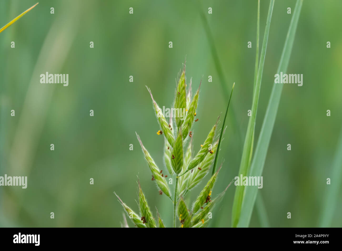 Wild Brome Inflorescence in Springtime Stock Photo