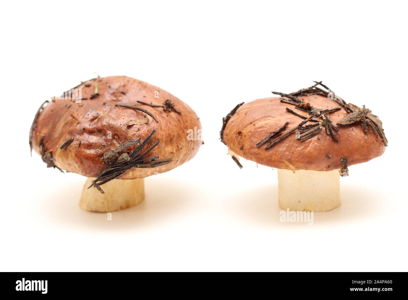 Two dirty, unpeeled standing on tube Suillus mushrooms isolated on a white background. Stock Photo
