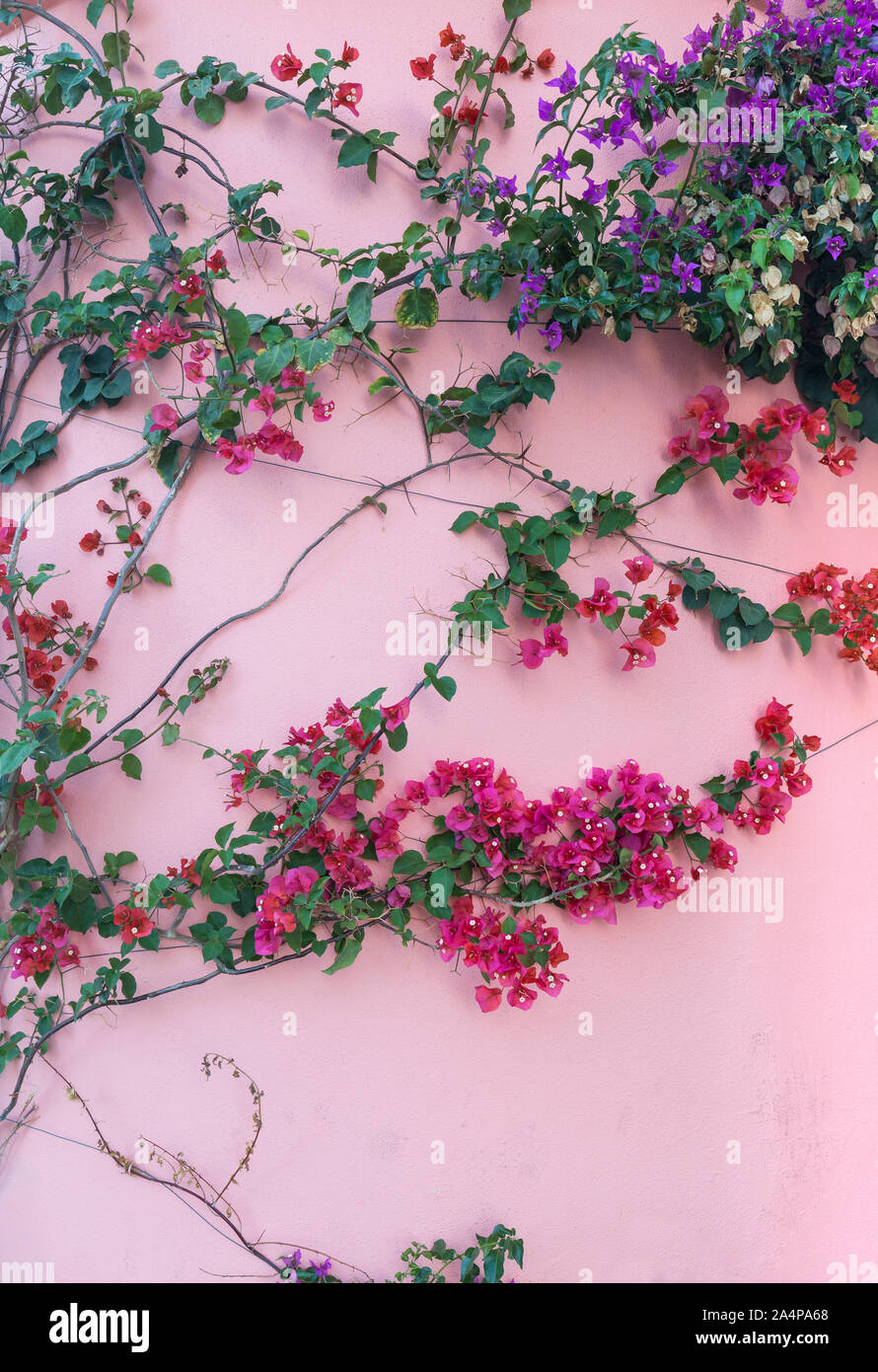 Flowering vine plant on a pink stone wall, viewed from the front. Stock Photo