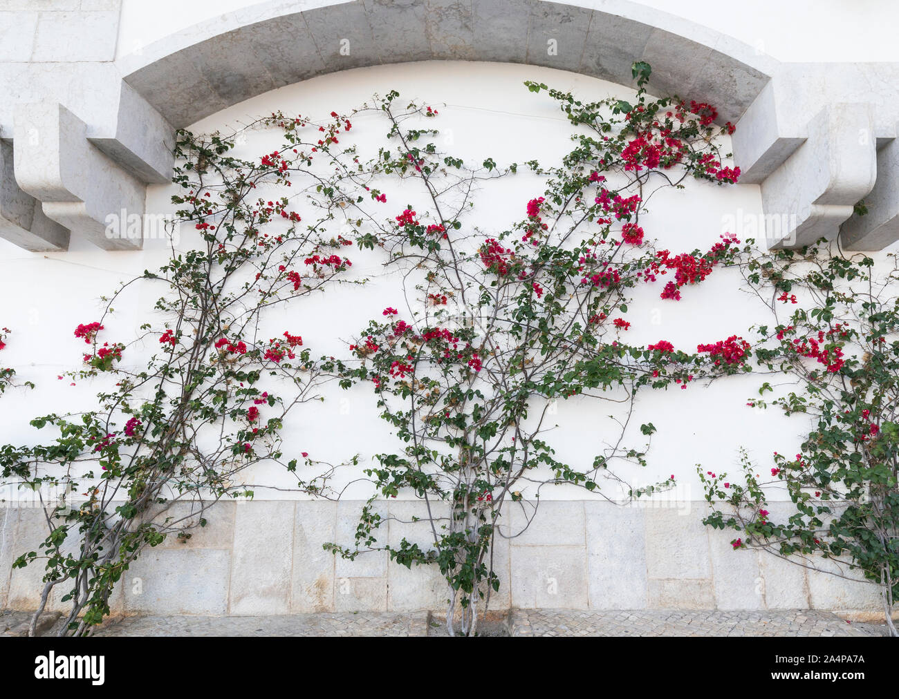 Flowering vine plant on a white stone wall, viewed from the front. Stock Photo