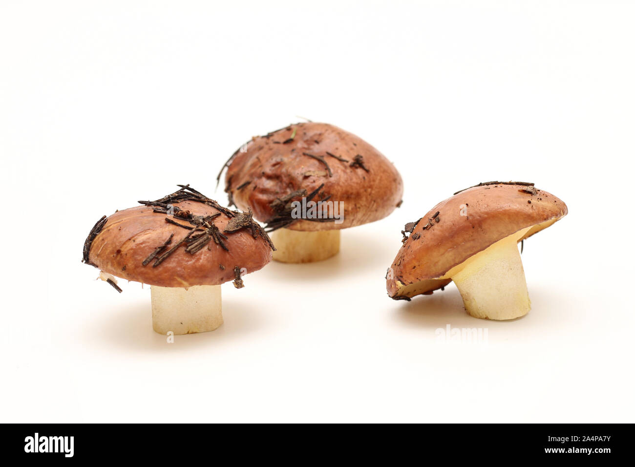 Three dirty, unpeeled standing on tube Suillus mushrooms isolated on a white background. Selective focus. Stock Photo