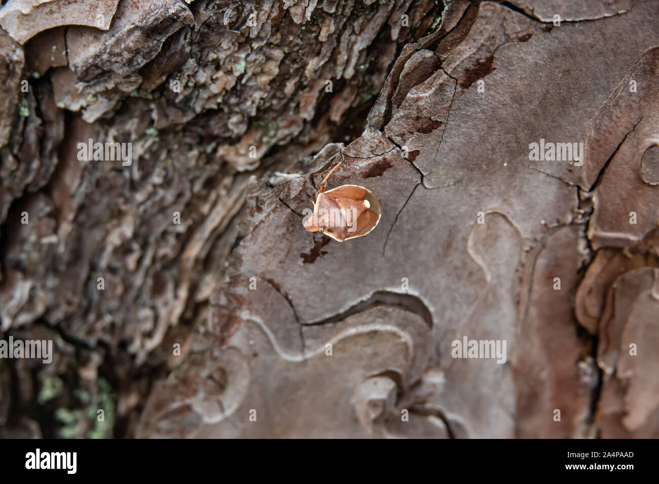 Brown Shield Bug on Pine Tree in Winter Stock Photo