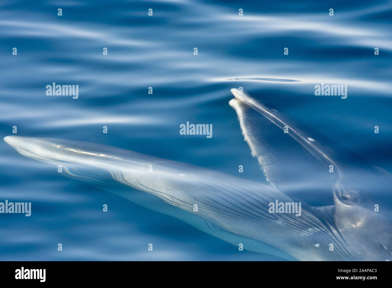 Bryde's whale, Balaenoptera edeni, adult, surface skim feeding on euphausids off Isla del Carmen in the southern Gulf of California, Sea of Cortez,, B Stock Photo