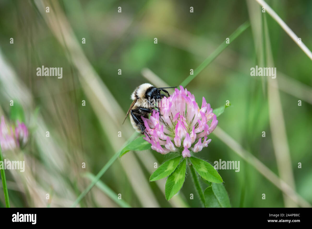 Bumblebee on Red Clover Flower Stock Photo
