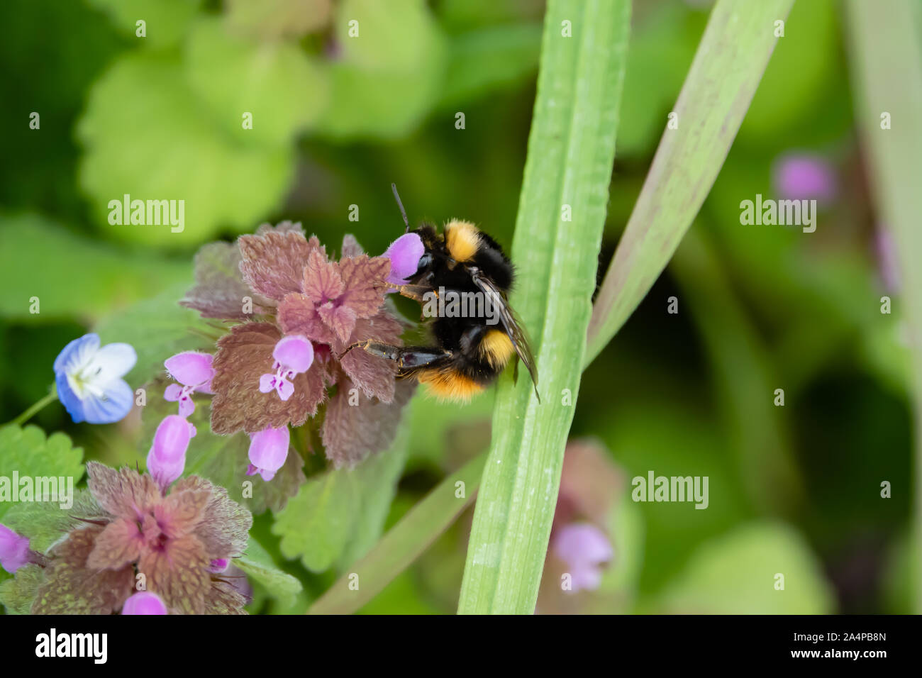 Nettle pollination hires stock photography and images Alamy