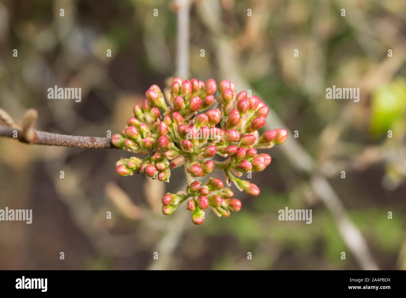 Burkwood Viburnum Flower Buds in Winter Stock Photo Alamy