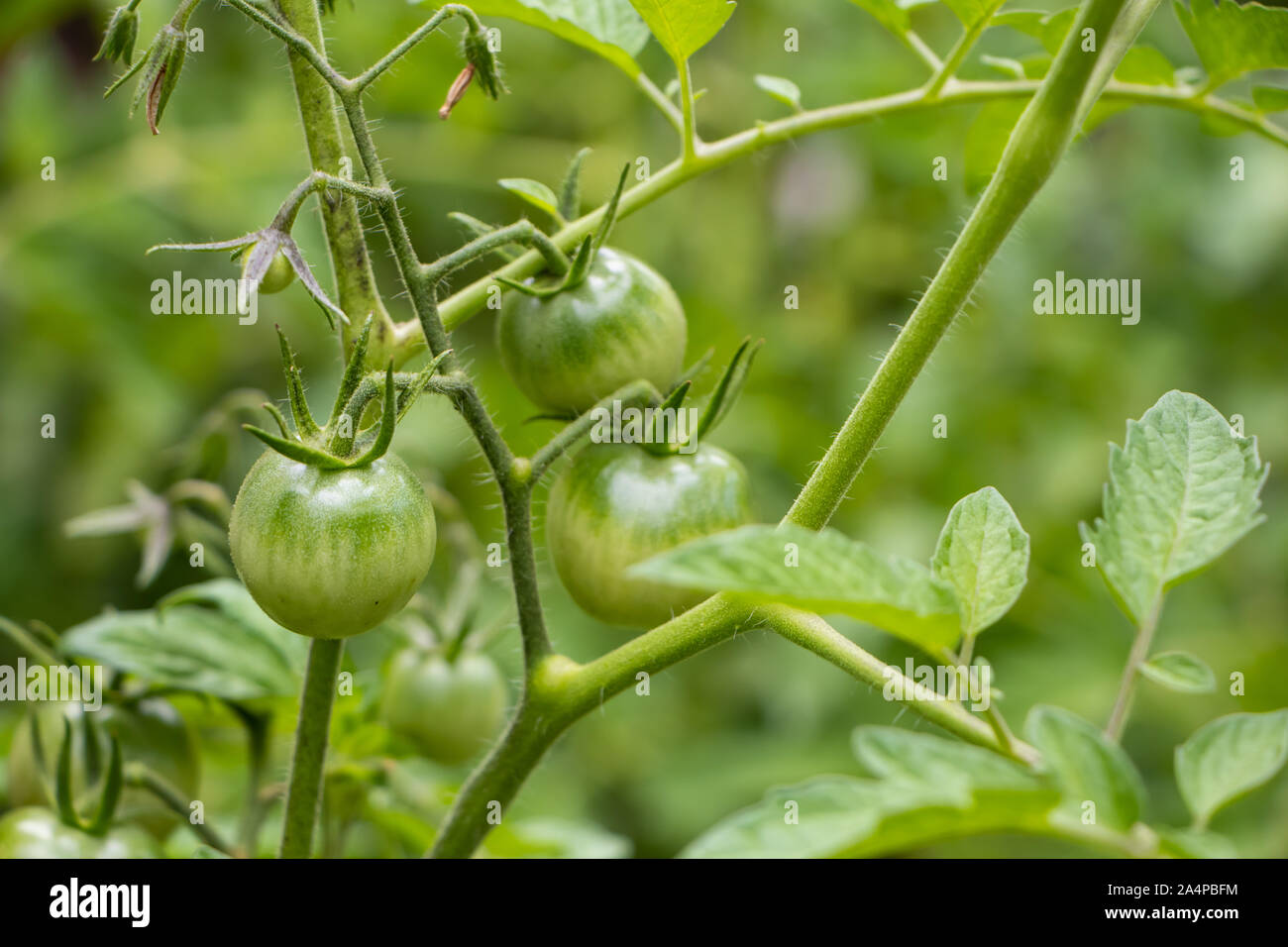 Tomato (Solanum lycopersicum) plant Stock Photo - Alamy