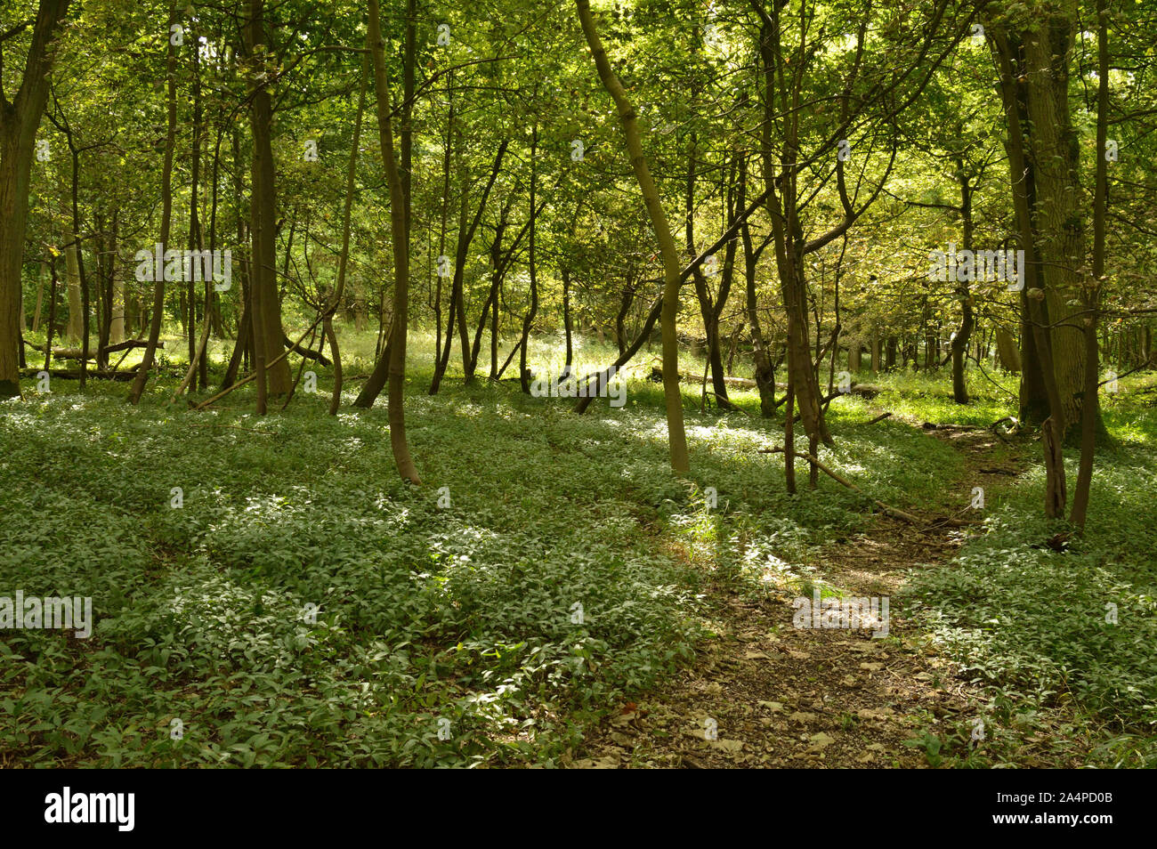 Path through the forest in afternoon sunlight. Hertfordshire, England ...