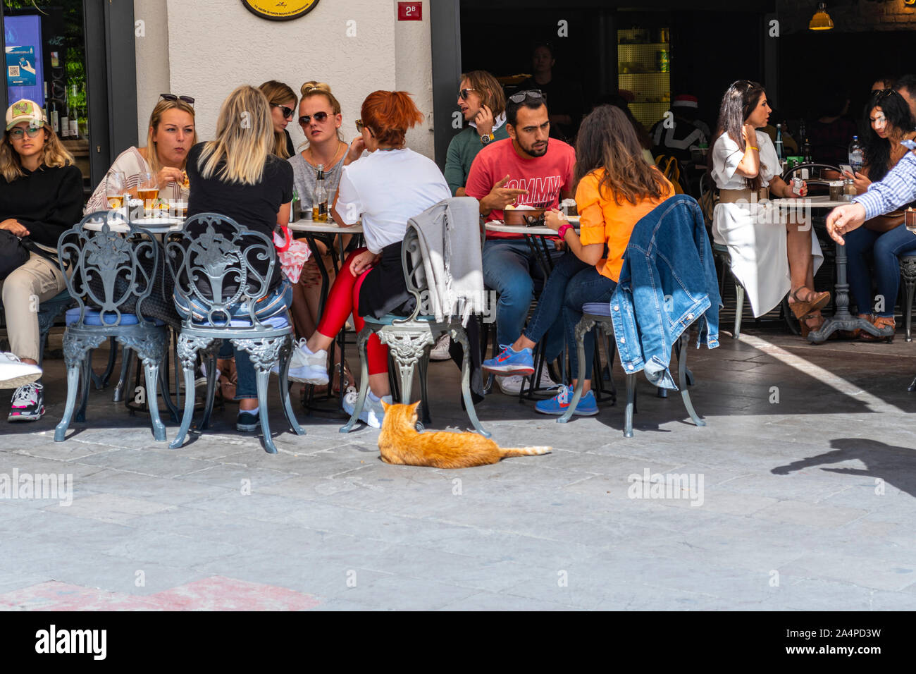 Tourists and local Turkish dine alongside an orange stray tabby cat at an outdoor cafe restaurant in the Galata District of Istanbul Turkey Stock Photo