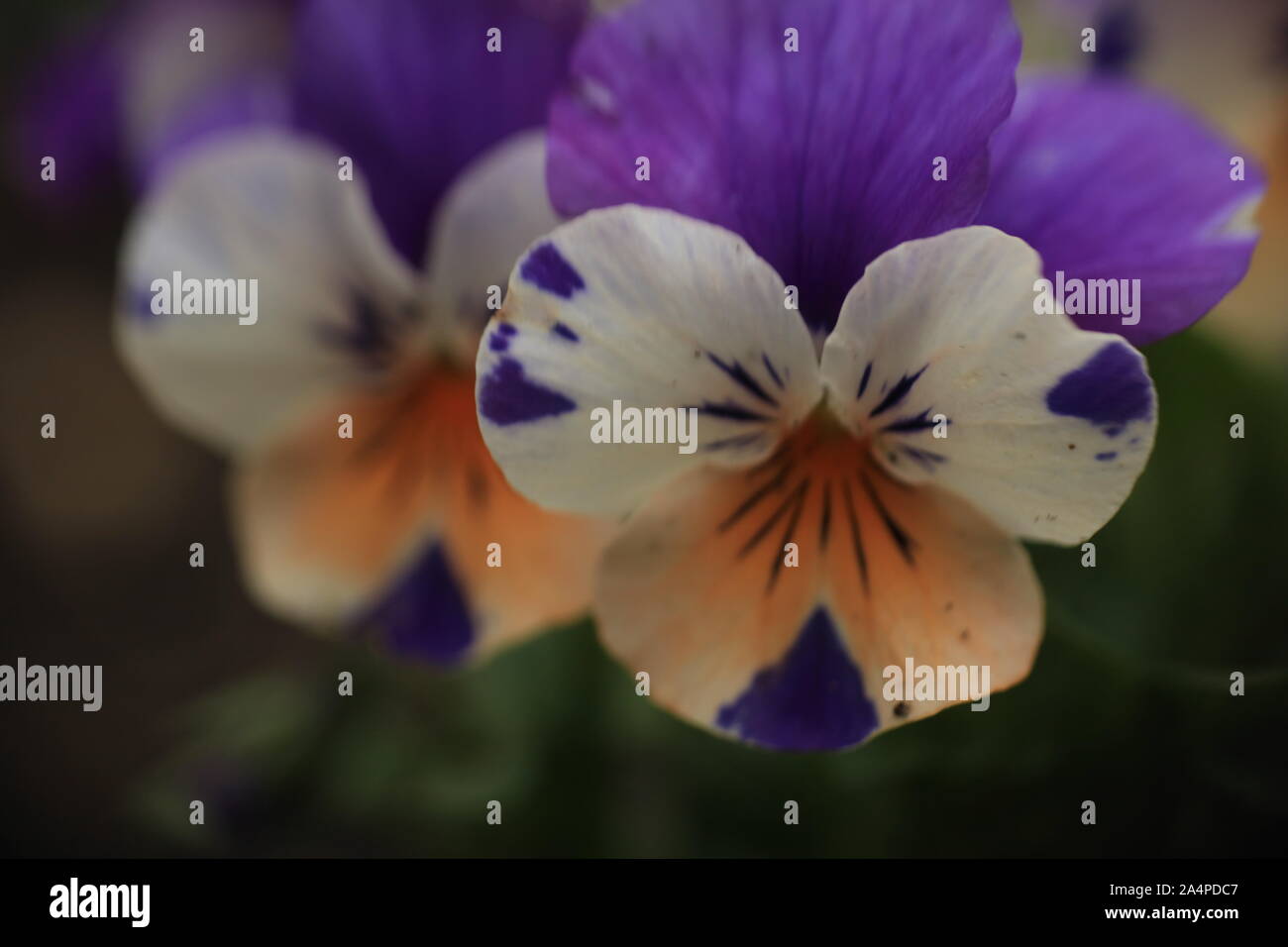 Close-up of Viola tricolor. Copyspace. Stock Photo