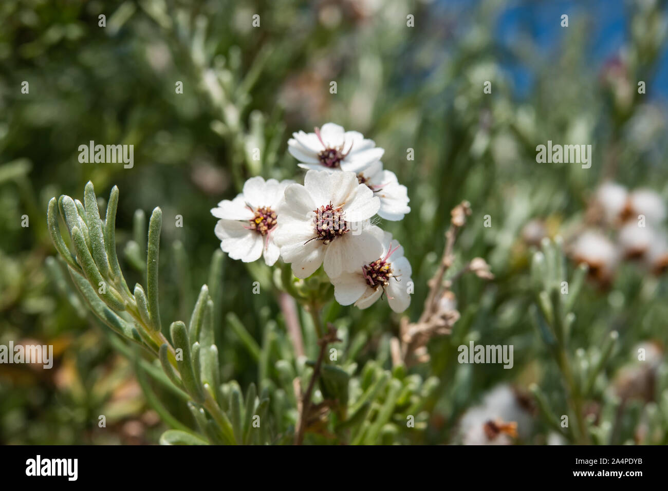 Cape Snow Bush Flowers in Bloom in Winter Stock Photo