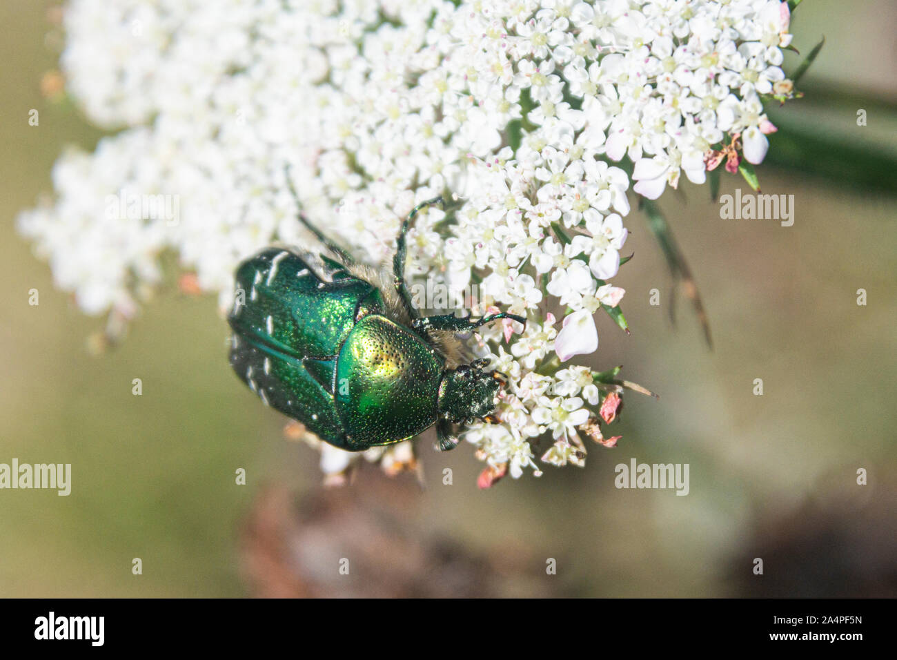 A green rose chafer beetle (Cetonia aurata) Stock Photo