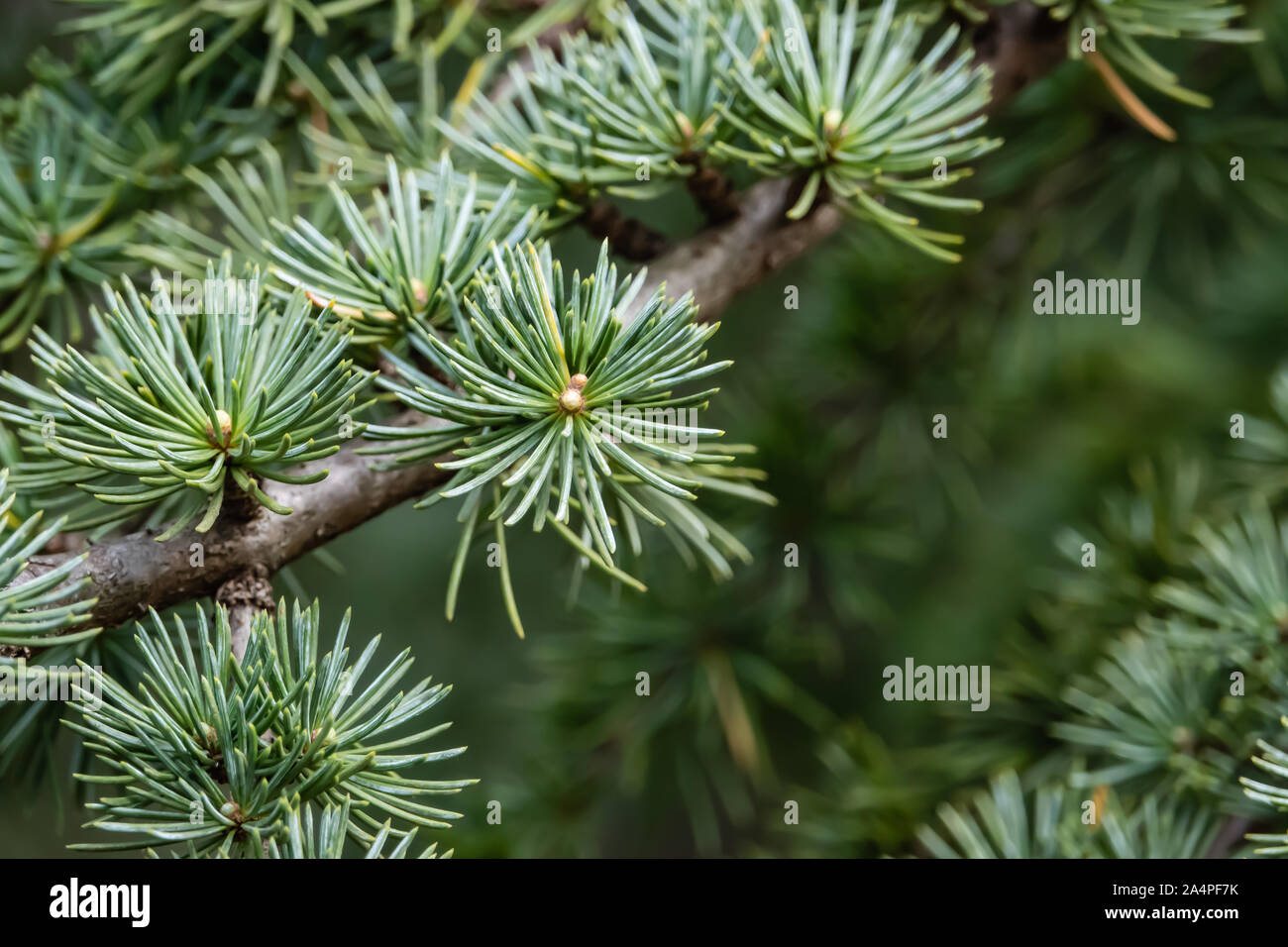 Cedar Leaves in Springtime Stock Photo