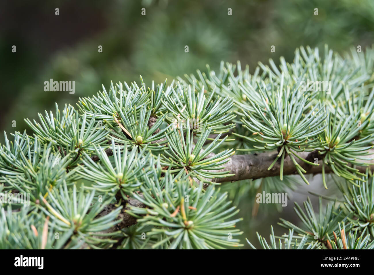 Cedar Leaves in Springtime Stock Photo