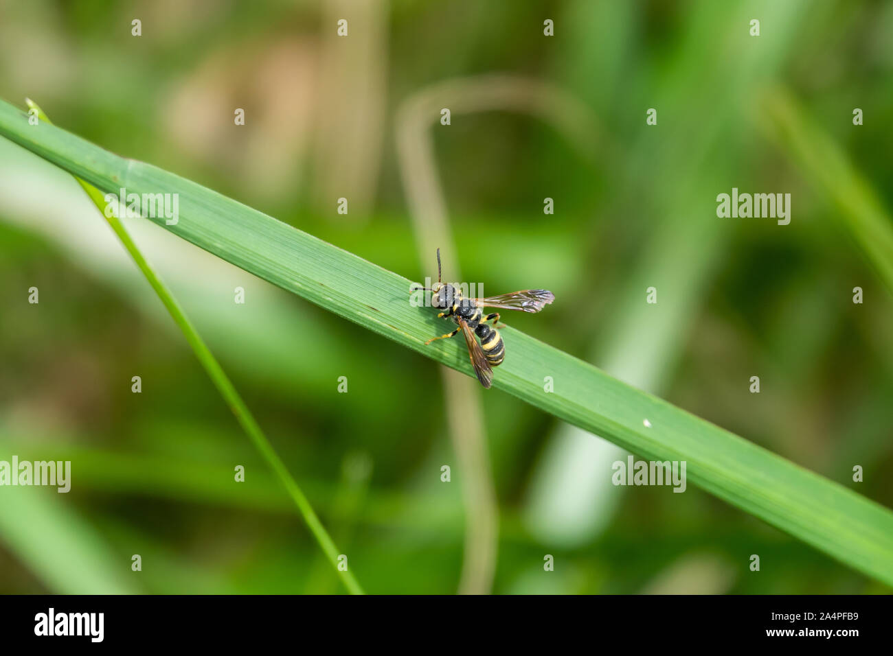 Cerceris Wasp on Leaf in Summer Stock Photo