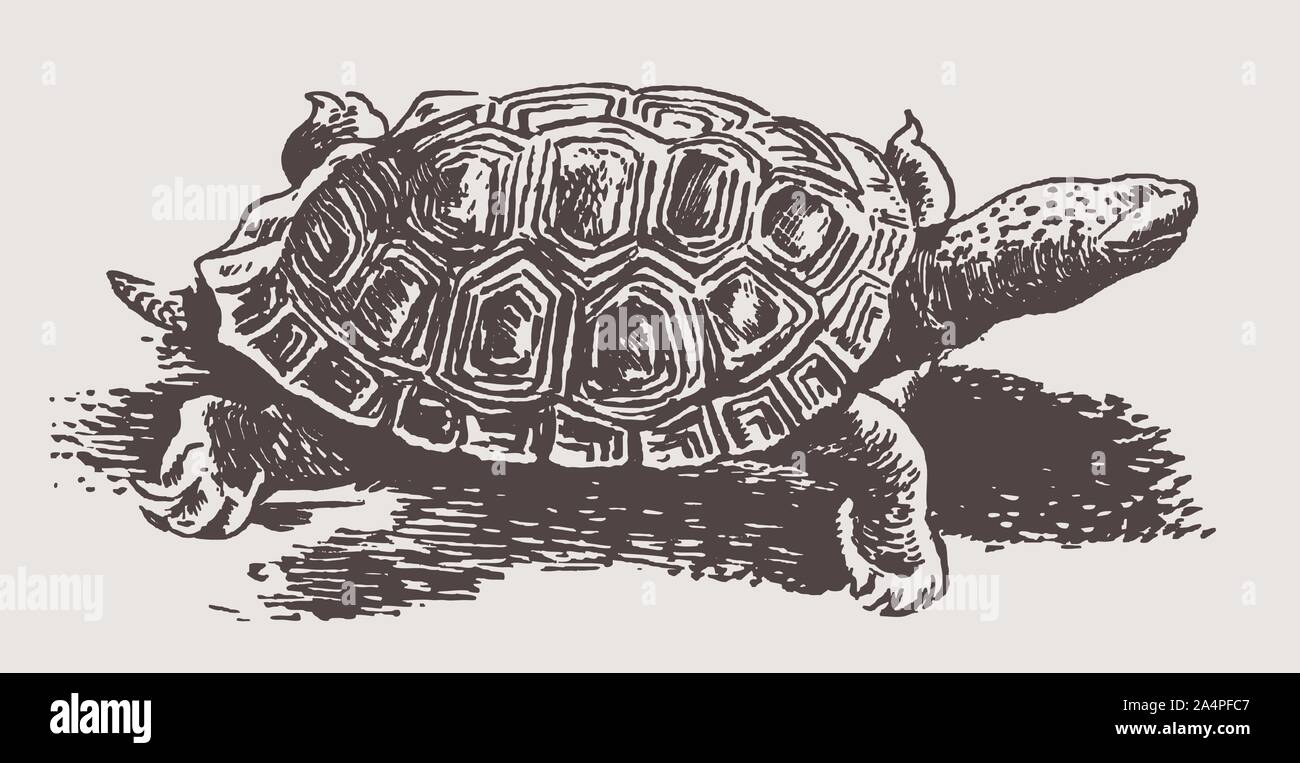 Threatened diamondback terrapin (malaclemys terrapin) in side view. Illustration after a historic engraving from the 19th century Stock Vector