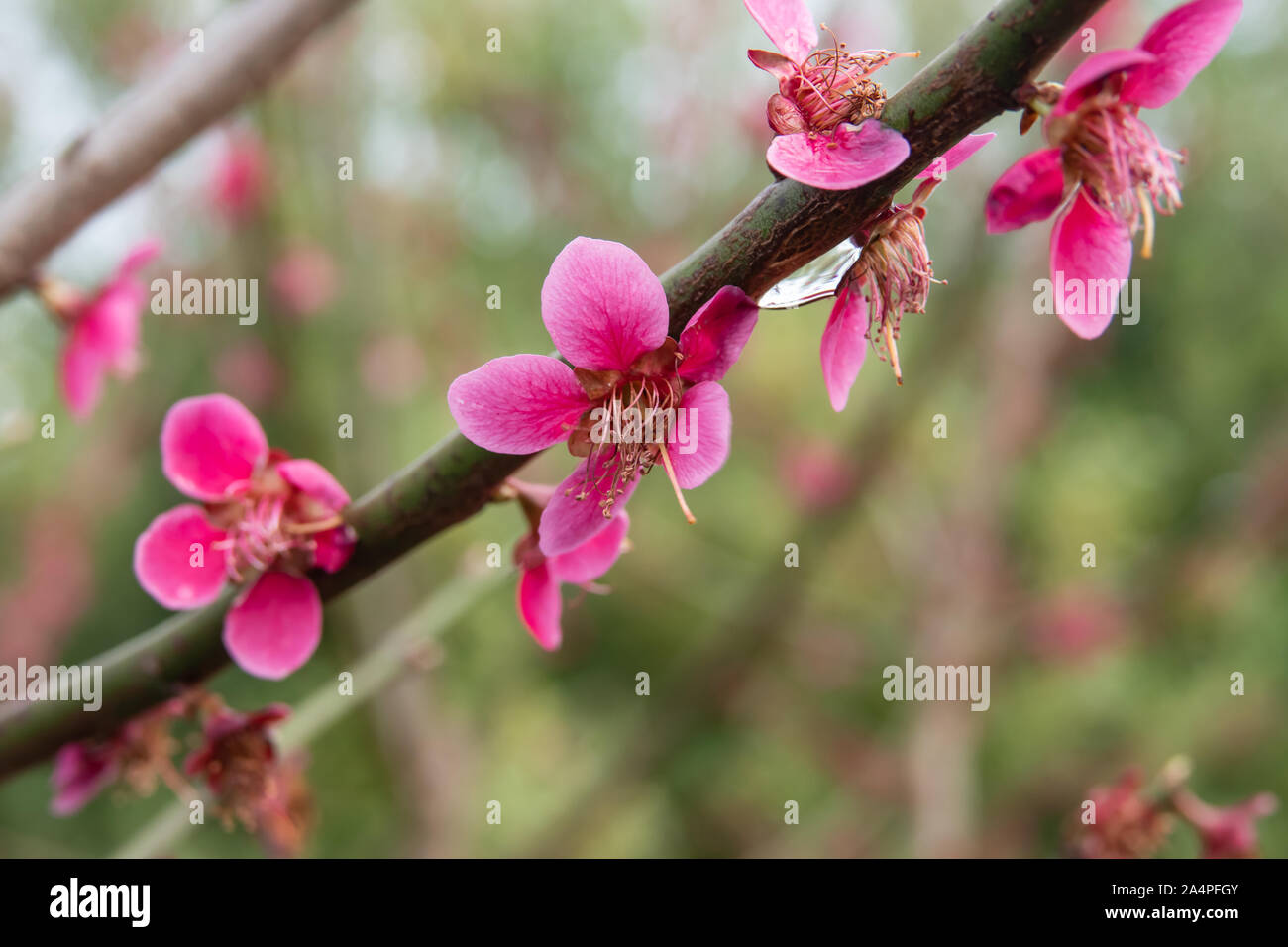 Prunus mume europe hi-res stock photography and images - Alamy