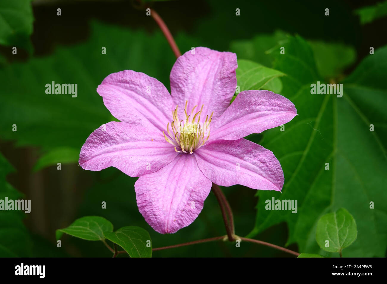 Clematis Flower in Bloom in Springtime Stock Photo Alamy