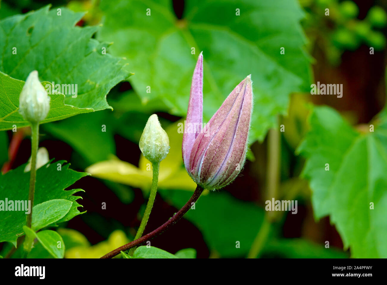 Clematis Flower Buds in Springtime Stock Photo Alamy