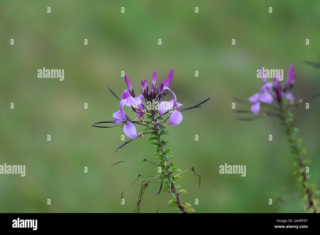 Purple Cleome Flowers In Bloom Stock Photo Alamy