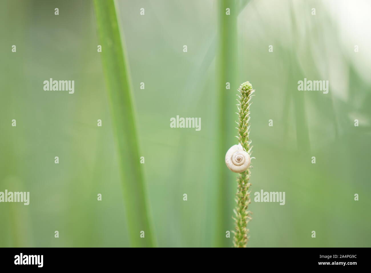 white snail shell on green grass, soft selective focus. Stock Photo