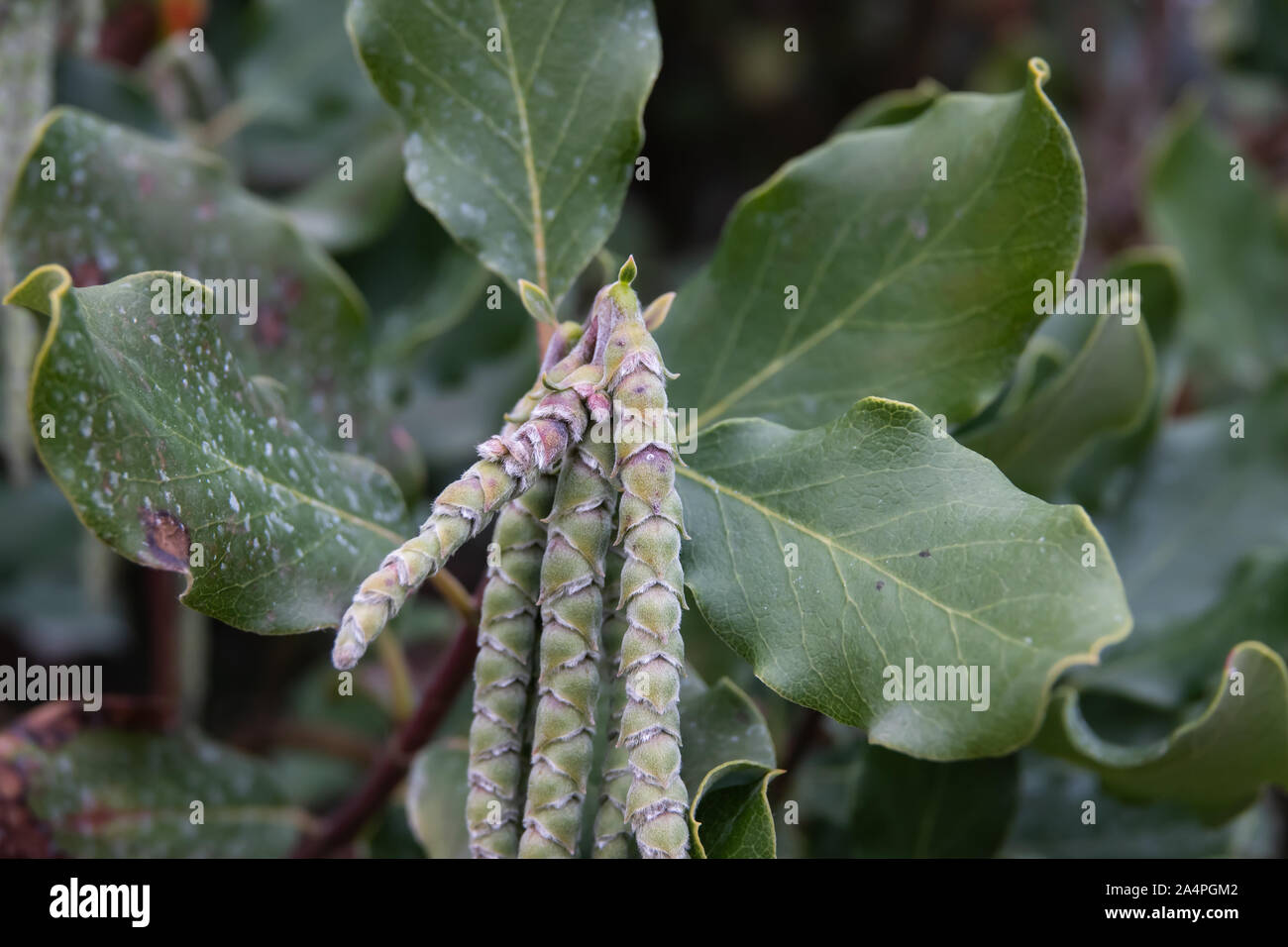 Coast Silk Tassel Catkins in Winter Stock Photo