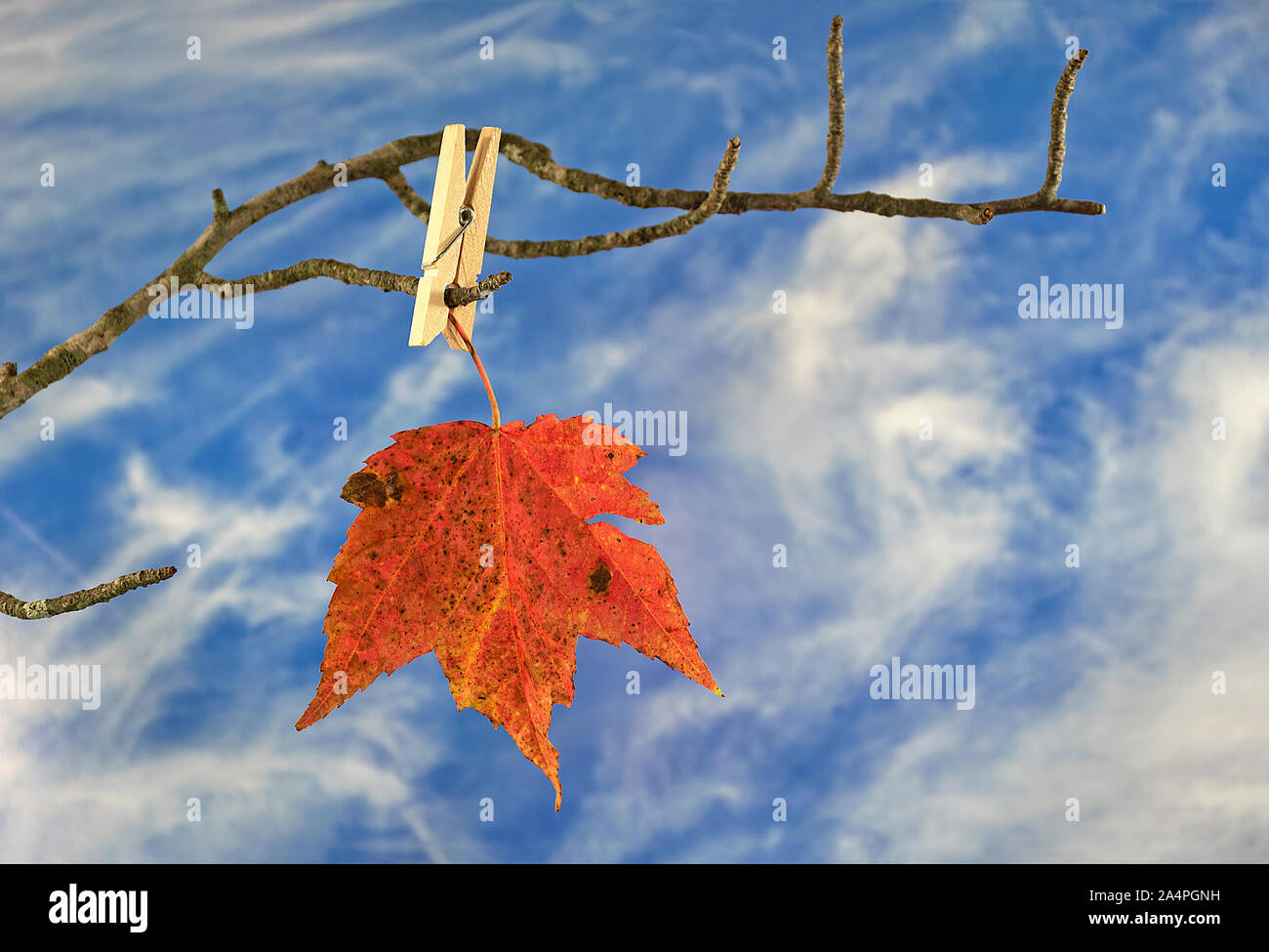 orange autumn maple leaf and wooden clothespin on tree branch with sky background Stock Photo