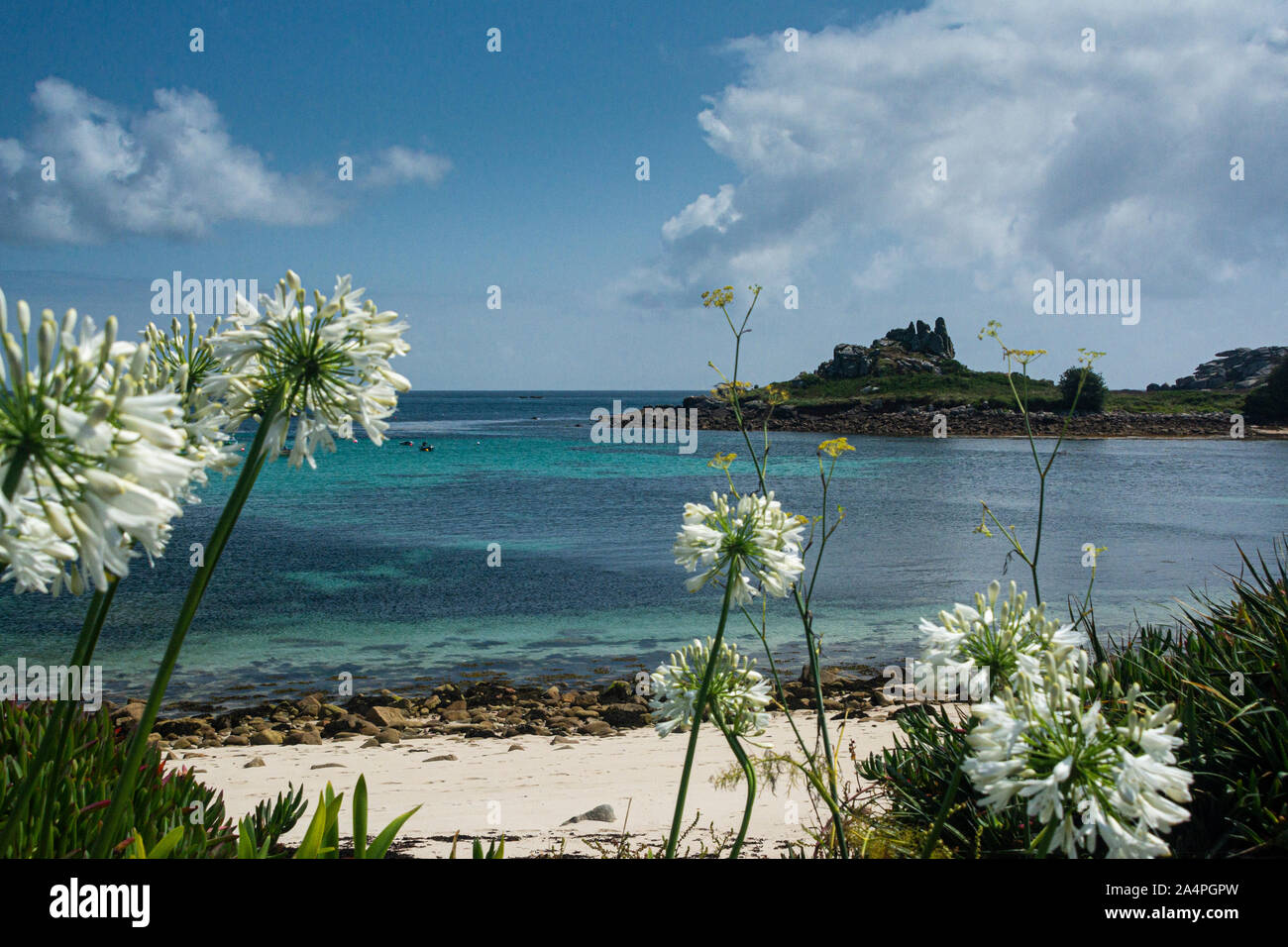 White Agapanthus flowers Old Town Bay, St Mary's, Isles of Scilly Stock