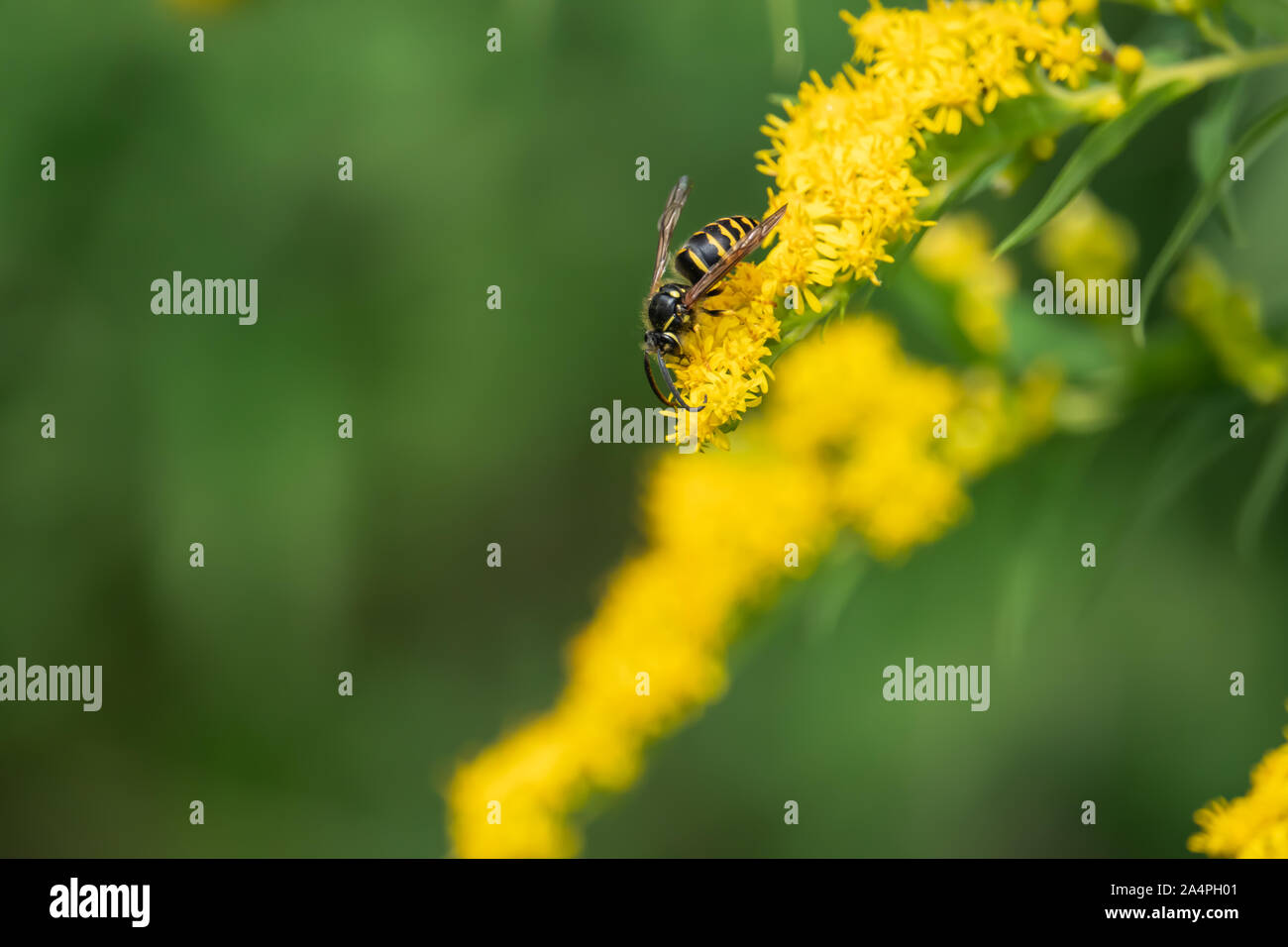 Common Aerial Yellowjacket on Goldenrod Flowers Stock Photo Alamy