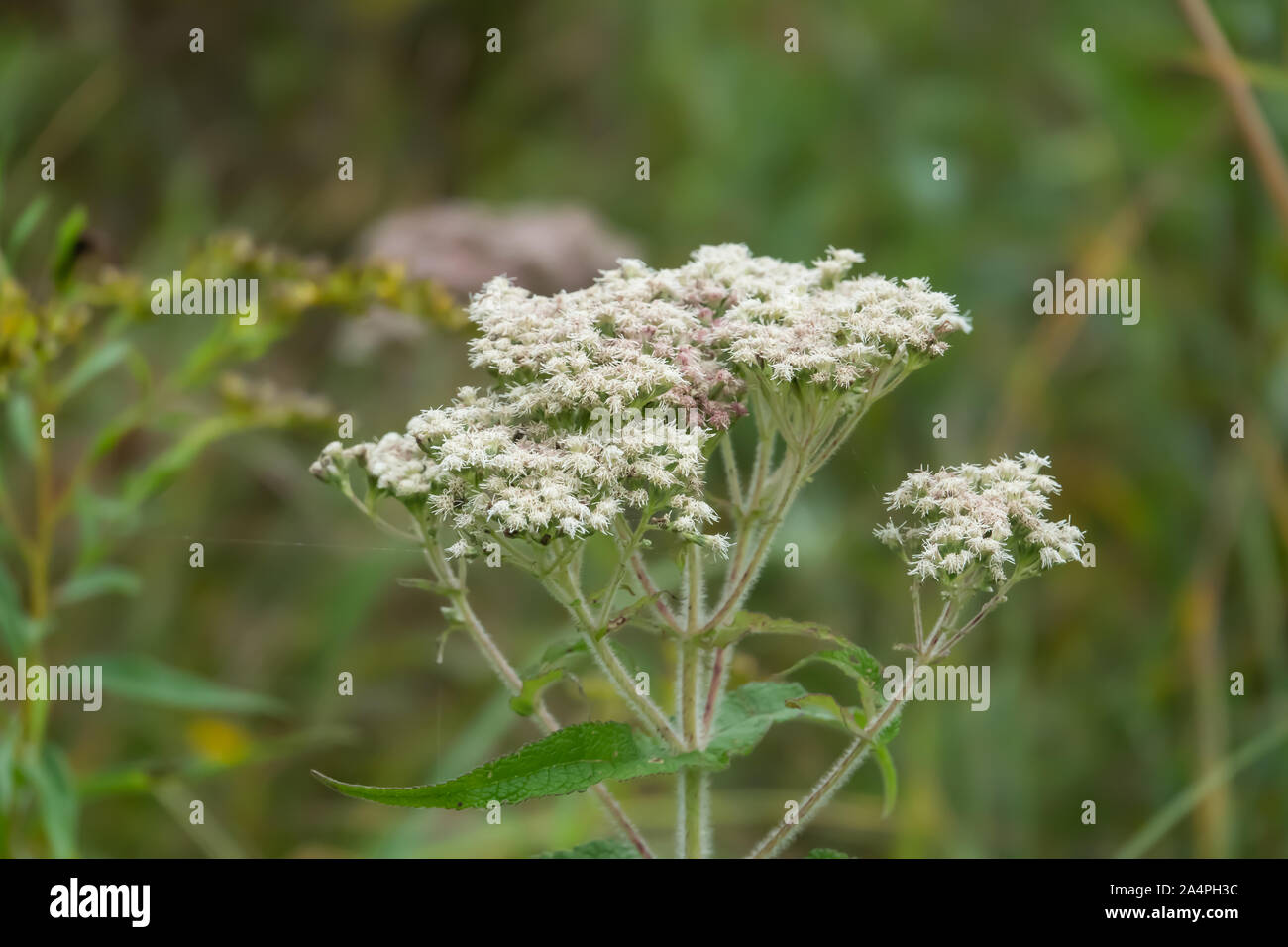 Common Boneset High Resolution Stock Photography And Images Alamy