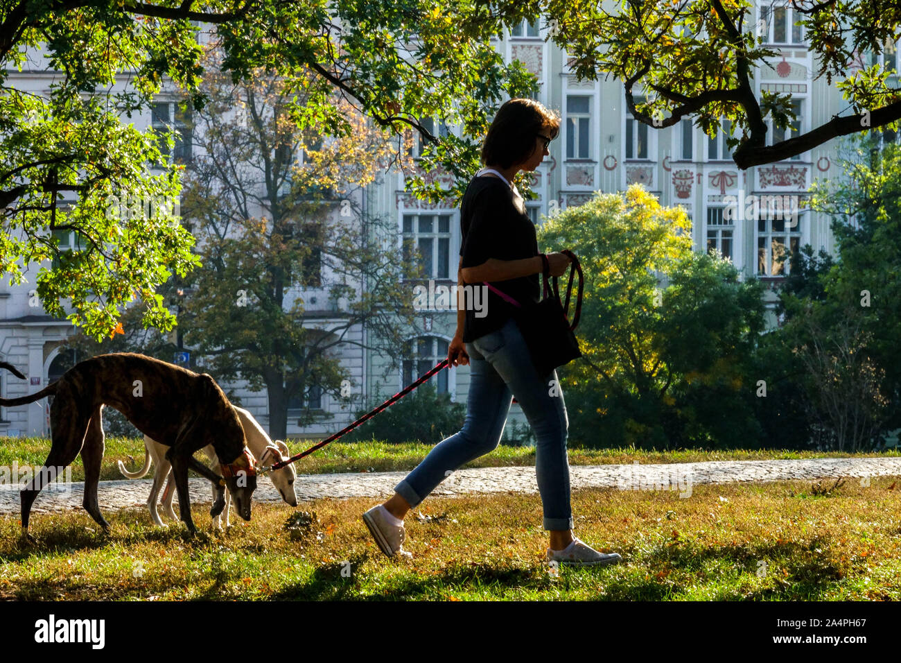 Woman with two greyhound dogs walking in Prague Riegrovy sady City park autumn Vinohrady Prague park Czech Republic daily life Stock Photo