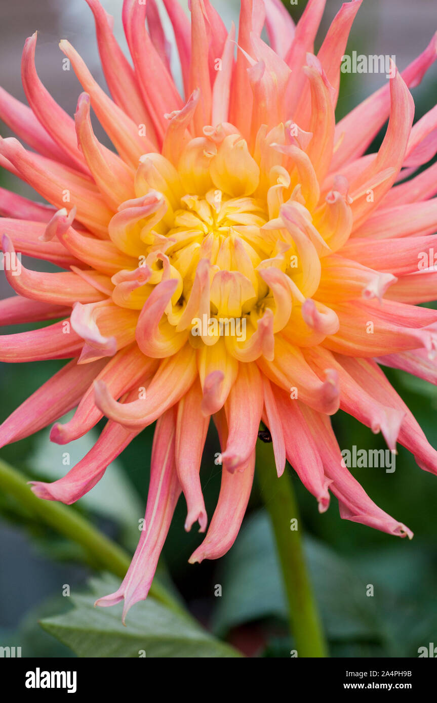 Dahlia Alfred Grille in close up A pink and lemon cactus type dahlia with  incurve petals and is ideal as a cut flower Stock Photo - Alamy