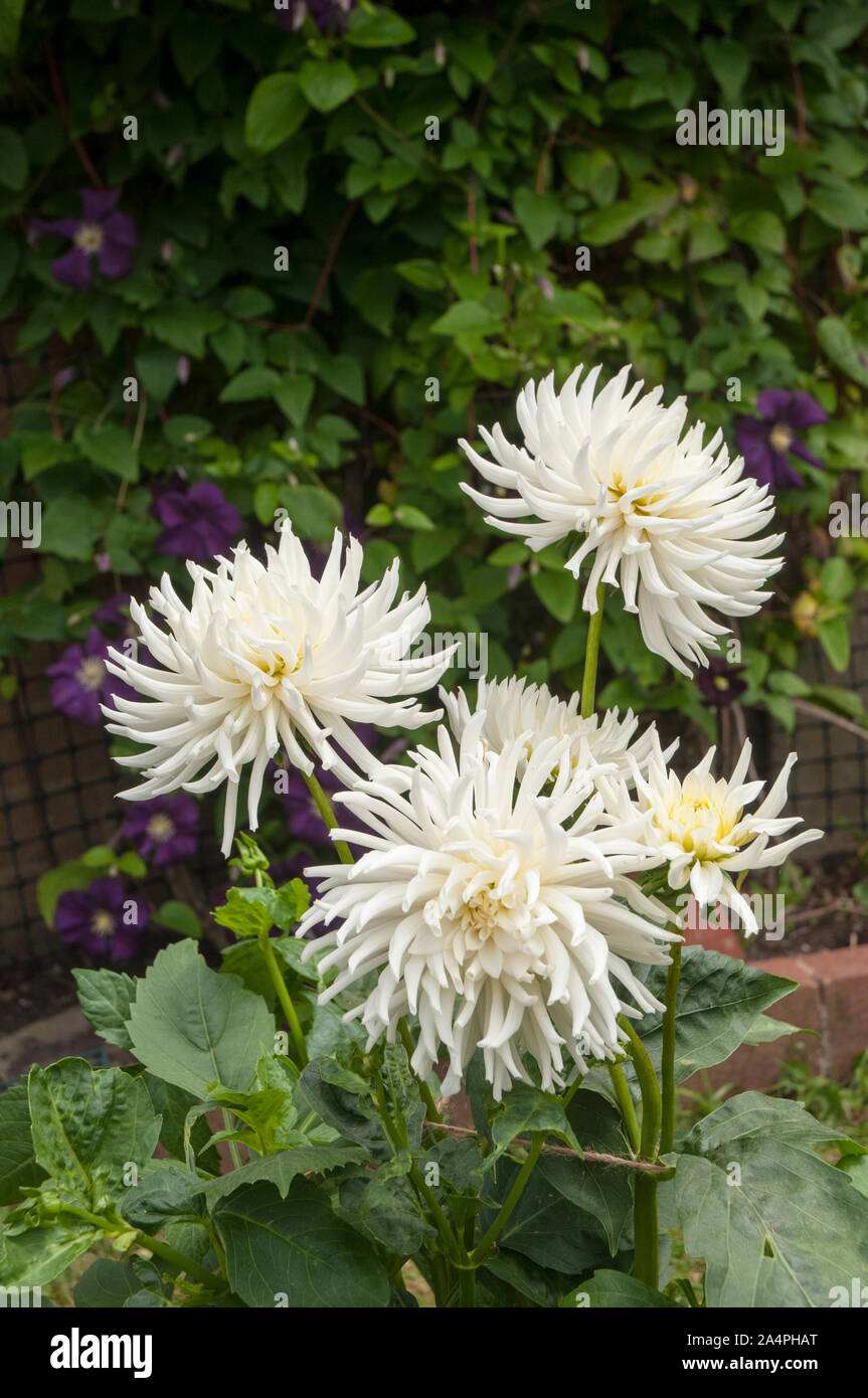 Playa Blanca white cactus dahlia growing in a border A tuberous plant that  is deciduous and half hardy Ideal as a cut flower Stock Photo - Alamy