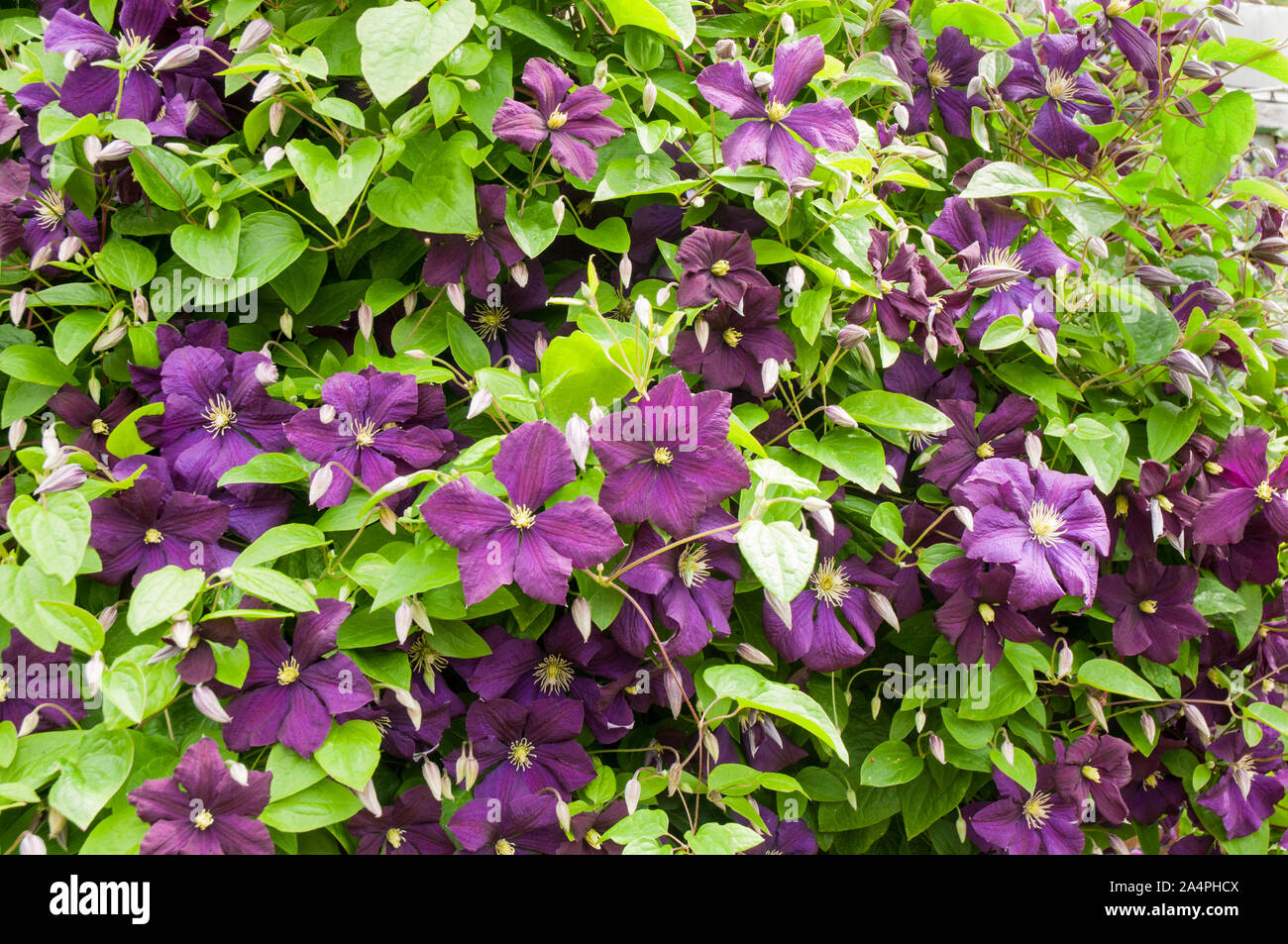 Clematis The President  A group 2 early flowering climbing clematis covered with large purple flowers and is deciduous and fully hardy Stock Photo