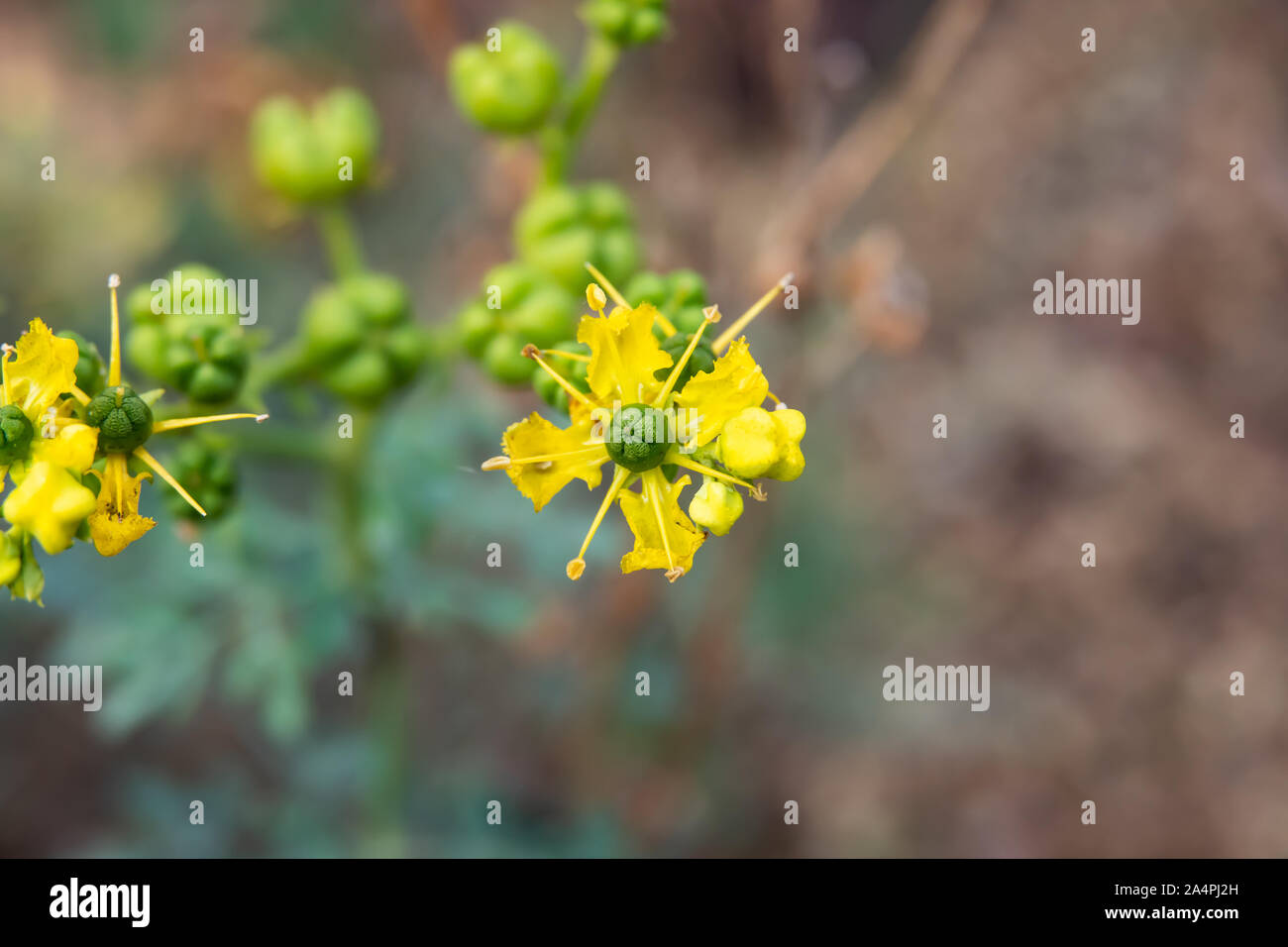 Common Rue Flowers in Bloom Stock Photo Alamy