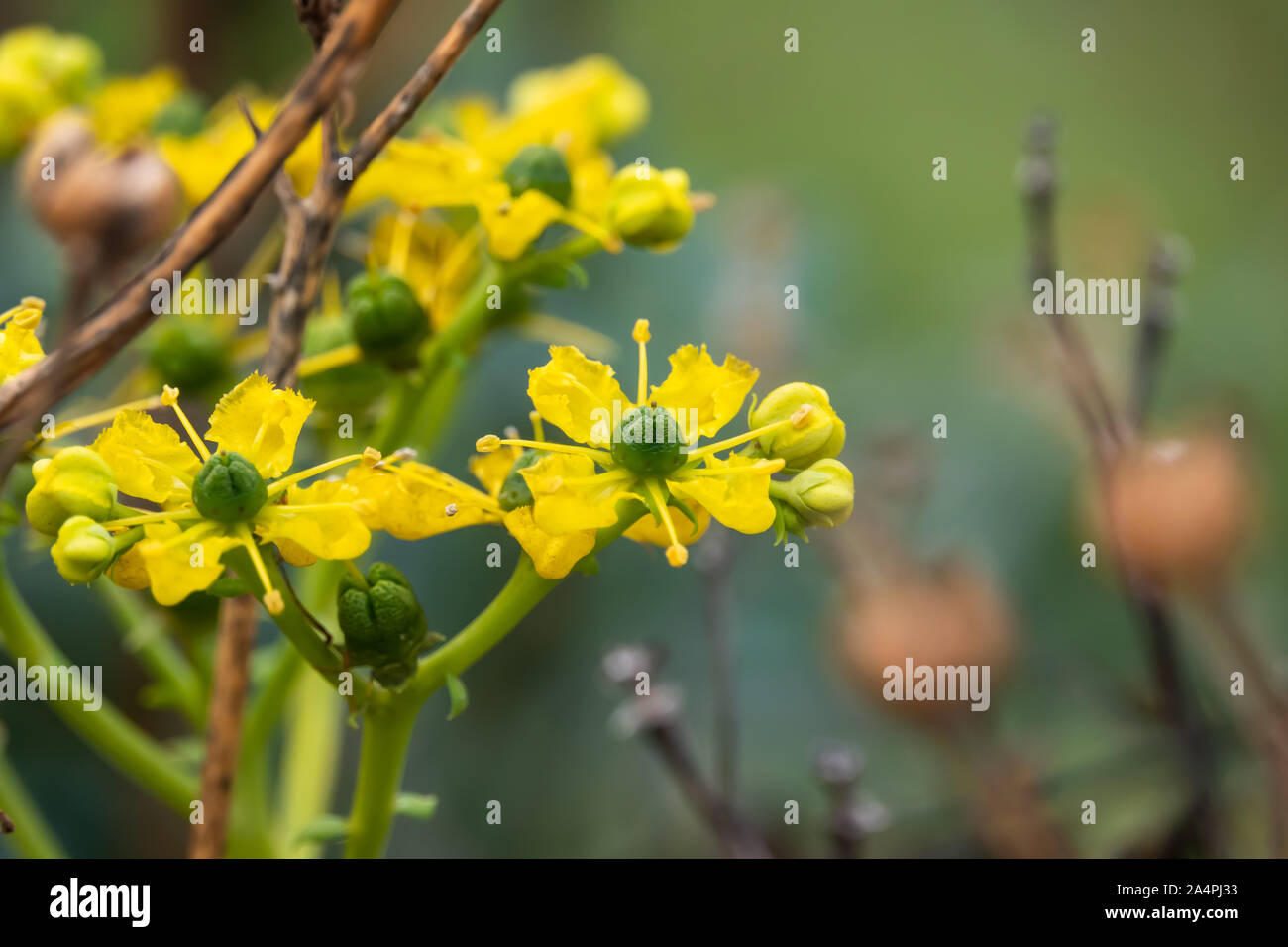 Common Rue Flowers in Bloom Stock Photo Alamy