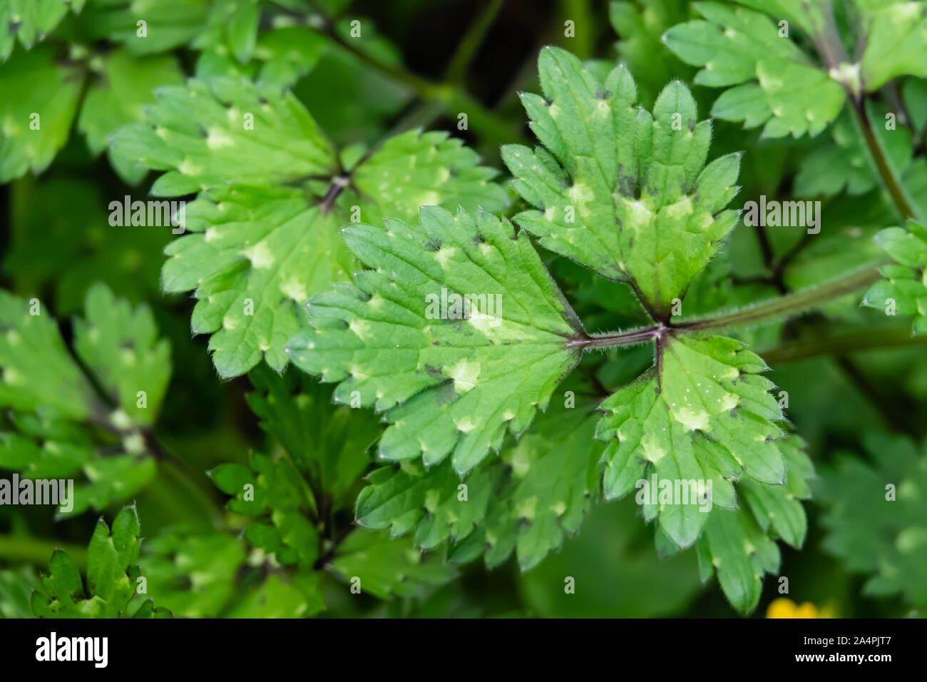 Creeping Buttercup Leaves in Springtime Stock Photo